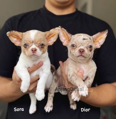 jual-exotic-chihuahua-merle-H24DSXVUR9