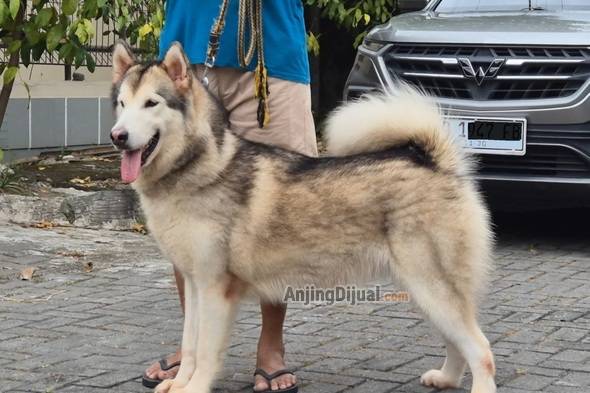 jual-calon-indukan-alaskan-malamute-bl-ina-ch-import-show-quality-3TD7A6PUVM