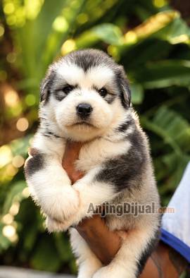 jual-alaskan-malamute-puppy-premium-bone-besar-bulu-super-tebal-wajah-tebal-BJQBI9ECV7