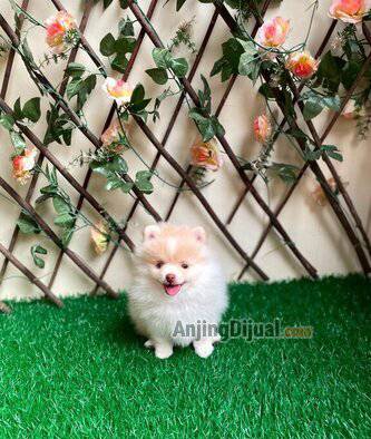jual-minipom--pomeranian-party-choco-bloodline-import-thailand-turunan-merle-BIMJSEVGRR