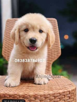 jual-golden-bigbone-istimewa-gembul-H8RDPBUX9L