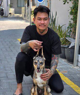 the-one-n-only-in-indonesia-rare-colour-blue-merle-doberman-VRGEPZV3UC