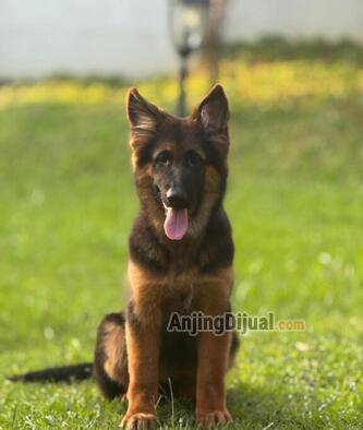 jual-anakan-herder-import-R8I0HOZ2AR