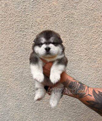 jual-puppy-alaskan-malamute-BBSUJQAACN