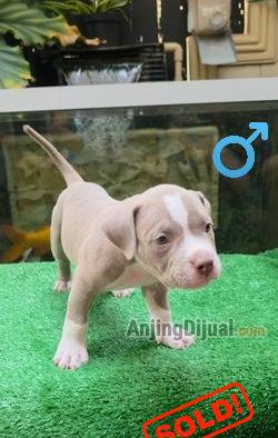 jual-pocket-bully-puppies-male-lilac-blue-eyes-hugo-RPSHA9G5PA
