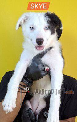 jual-border-collie-betina-mata-biru-dan-flip-flop-betina-QPXTFQRAK0