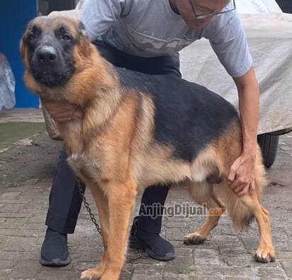 fs-2-german-shepherd-male-n-female-32PD3YEKUK