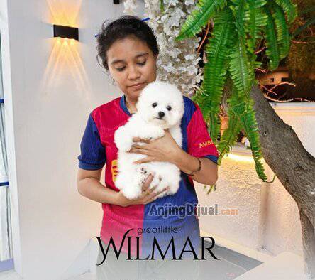 jual-speciality-of-tiny-korean-line-pretty-and-dolly-face-bichon-frise-LIQ6AFT8OV