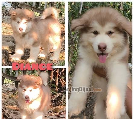 jual-alaskan-malamute-istimewa-WR45DM4EGW