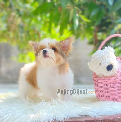 premium-biewer-terrier-puppies-at-an-affordable-price-OCGXCBUH45