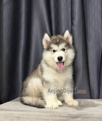 jual-alaskan-malamute-jantan-bigbone-bagus-bloodline-import-thailand-OC1O6IPUT9