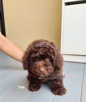 jual-exclusive-choco-poodle-ZPSEELJ7HJ