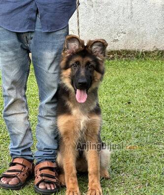 1-ekor-anakan-herder-betina-longhair-kualitas-bagus-OI1RVREZUW