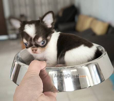 jual-teacup-size-longcoat-male-chihuahua-VYEHJL3XG1