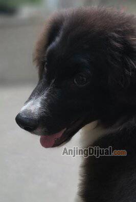 jual-border-collie-jantan-vaksin-lengkap--cerdas-loyal--homeraised--dob-2-mei-2026-8O9O1AMUJB