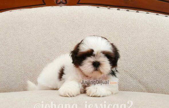 jual-shih-tzu-puppies-cakep-bangett--kualitas-bagus-XZJWT07UR6