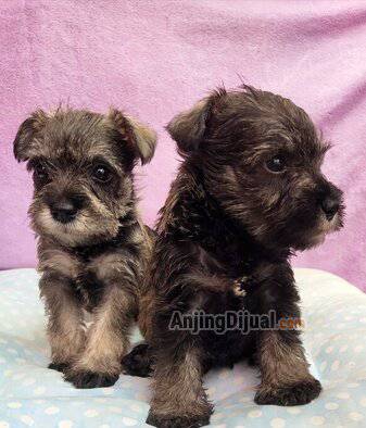 jual-miniature-schnauzer-berkualitas-bloodline-ina-champion-salt-and-pepper-cute-KJGFLRCTCF