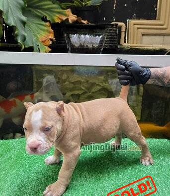jual-pocket-american-bully-puppies-betina-fawn-blue-eyes-cassie-CECIT8XY83