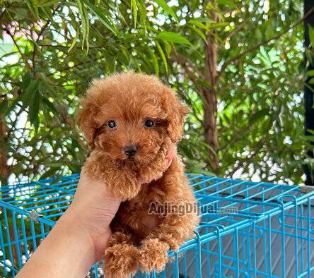 jual-poodle-teacup-betina-NFI7PTZUJR