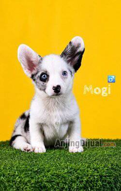 jual-cardigan-corgi-puppy-2-months-QKPVHYBFSU