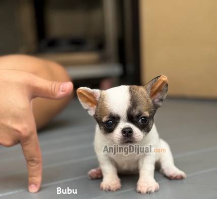 jual-chihuahua-cakep-ATJK1RIQ64