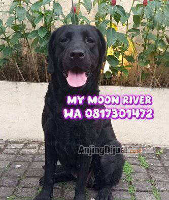 labrador-betina-bloodline-bagus-dan-berprestasi-SEYYZOGJSE