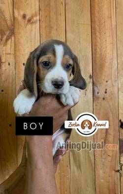 hello-beagle-is-backkkk-TWKPIT2786