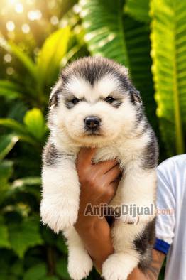 jual-alaskan-jantan-big-bone-bulu-lebat-moncong-tebal-I5IADB2UBK