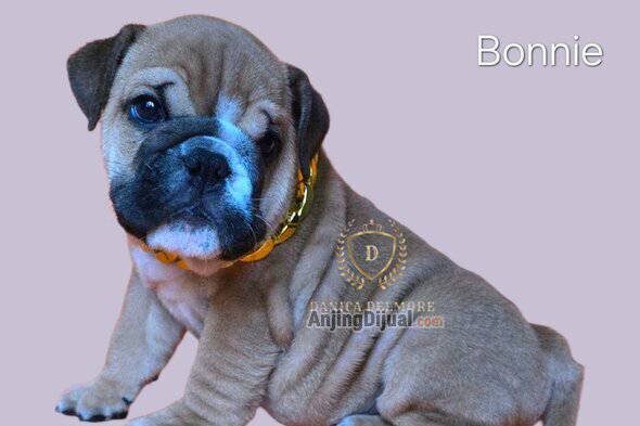 jual-good-quality-english-bulldog-puppies-FJDLY3AVTC