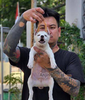 rare-colour-mutasi-genetic-leukistic-doberman-O1CD6NQL8M