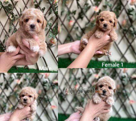 jual-4-maltipoo-female--male-0OP00GN2PH