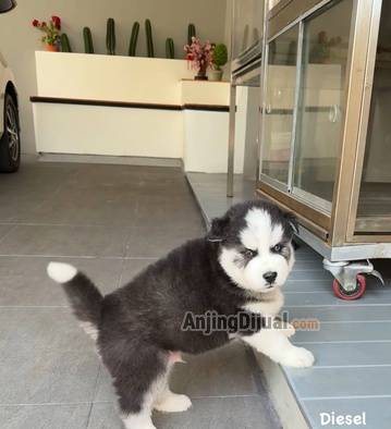 jual-husky-jumbo-size-BJHHLTR0UT