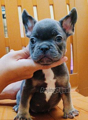jual-french-bulldog-puppy-jantan-TWQMU0XOYG