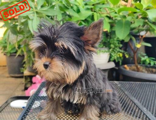 puppies-yorkshire-terrier-HEUFNE3CWU