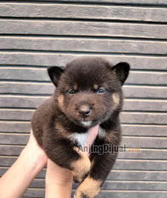 jual-mame-shiba-inu-1-male-1-female-NDJ6G5614V
