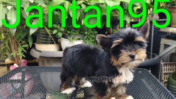 jual-mini-yorkshire-terrier-A6NOHXQ4S1