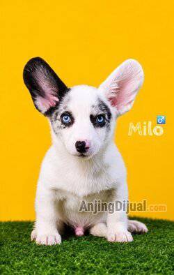 cardigan-corgi-puppy-for-sale-ULIKEUUEZB