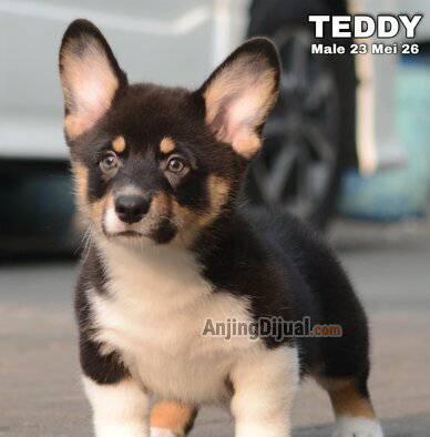 jual-cute-adorable-corgi-puppies-teddy-2IKERAL1YC