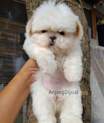 jual-shitsu-cantik-0K12ANX8QF