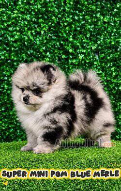 jual-super-minipom-kualitas-blue-merle-jantan-dan-betina-BBHWWOWWAH