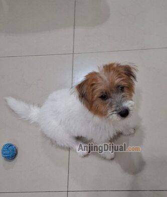jual-anakan-jack-russel-terrier-betina-A2YSYORRBK