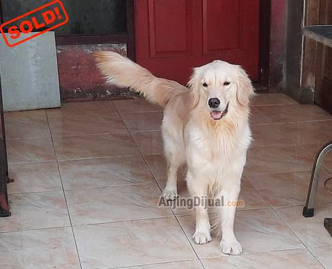 golden-retriever-betina-cakep-S968POVOLC