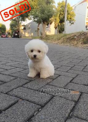 jual-korean-mini-bichon-frise-betina-anak-import-korea-311N75KGEQ