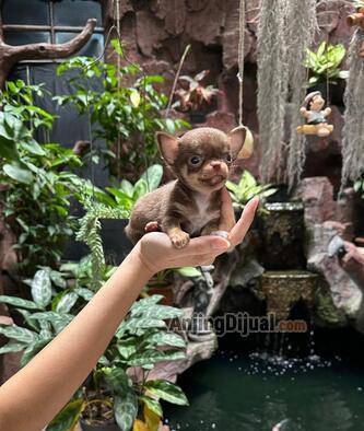 for-sale-1-male-tea-cup-chihuahua-puppy-thailand-bloodline-78H40JQ2FA