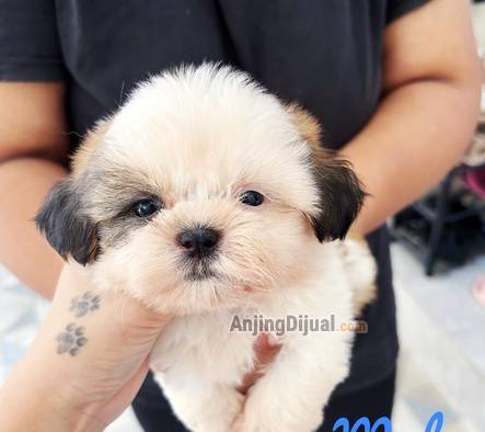 jual-shitzu-female--male-HXMAT5ZVOX