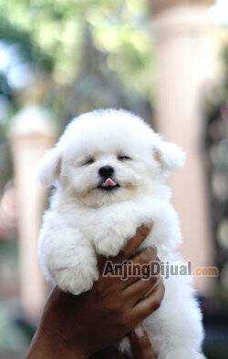 jual-bichon-frise-dijamin-puas-J9EEUG9NMW