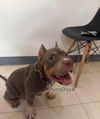 jual-american-bully-pocket-abkc-betina-umur-5-bulan-22Y2K1DUED