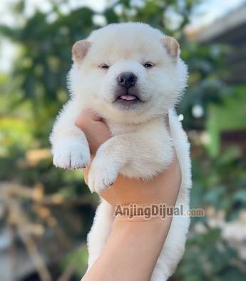 jual-super-quality-shiba-inu-puppy-putih-tipe-jepang--white-japan-U475ZE44ST