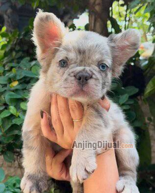 jual-french-bulldog-47XSWLKLRP