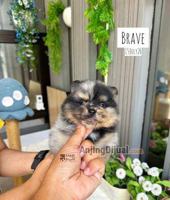 mr-brave-pom-bulu-tebal-warna-unik-langka-pesek-super-cute-good-character-boy-QFVOB9XKSO